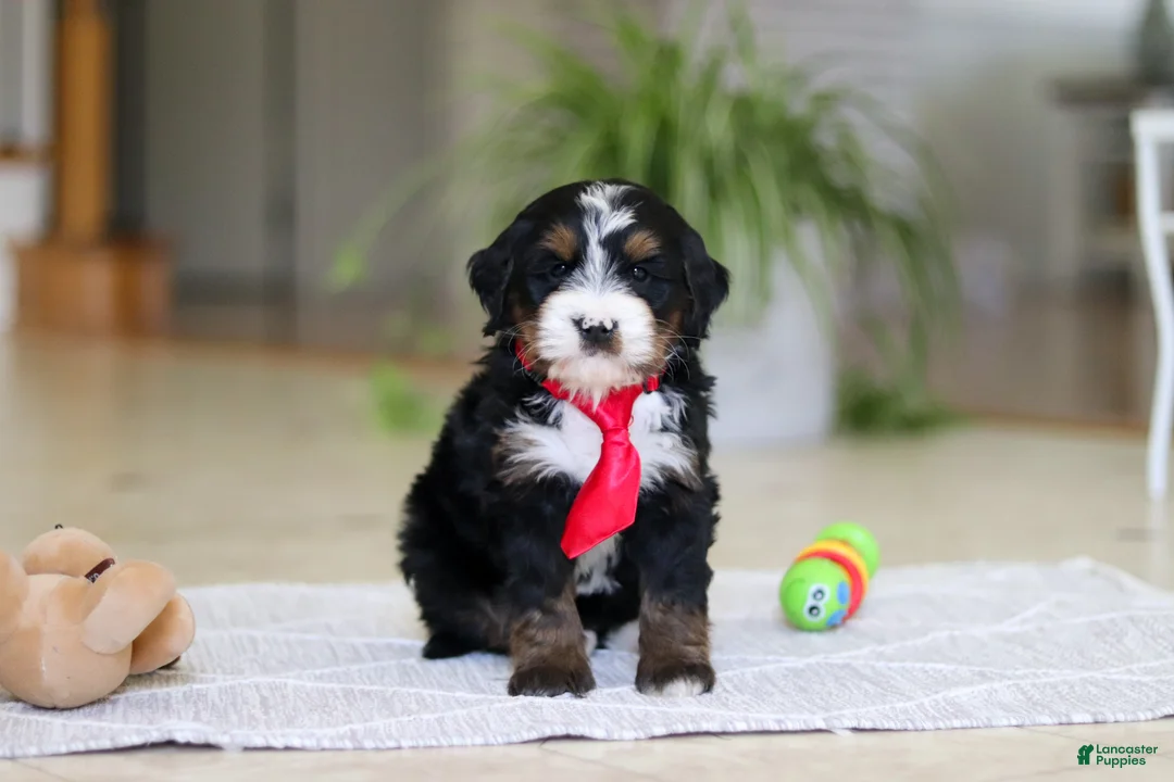 Mini Bernedoodle dogs for sale: Chico - Ad 2