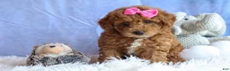 Miniature Poodle dogs for sale: ANGIE - Ad 3
