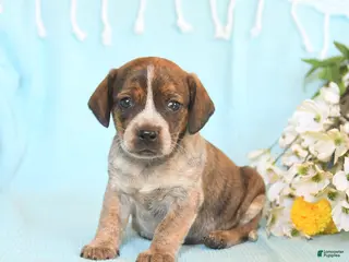 Mixed Breed dogs for sale: Joey - Ad 3