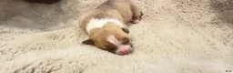 American Bully dogs for sale: American Bully 9 - Ad 6