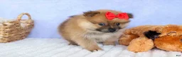 Pomeranian dogs for sale: Fabio  - Ad 14