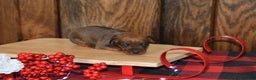 Miniature Pinscher dogs for sale: Ace - Ad 4