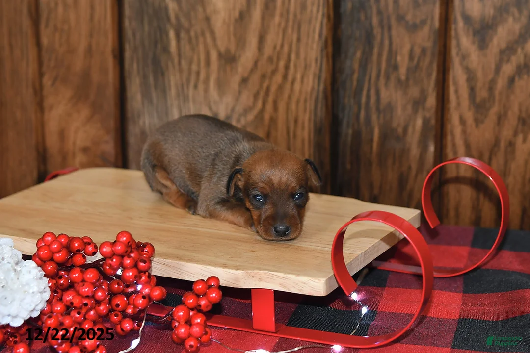 Miniature Pinscher dogs for sale: Ace - Ad 10