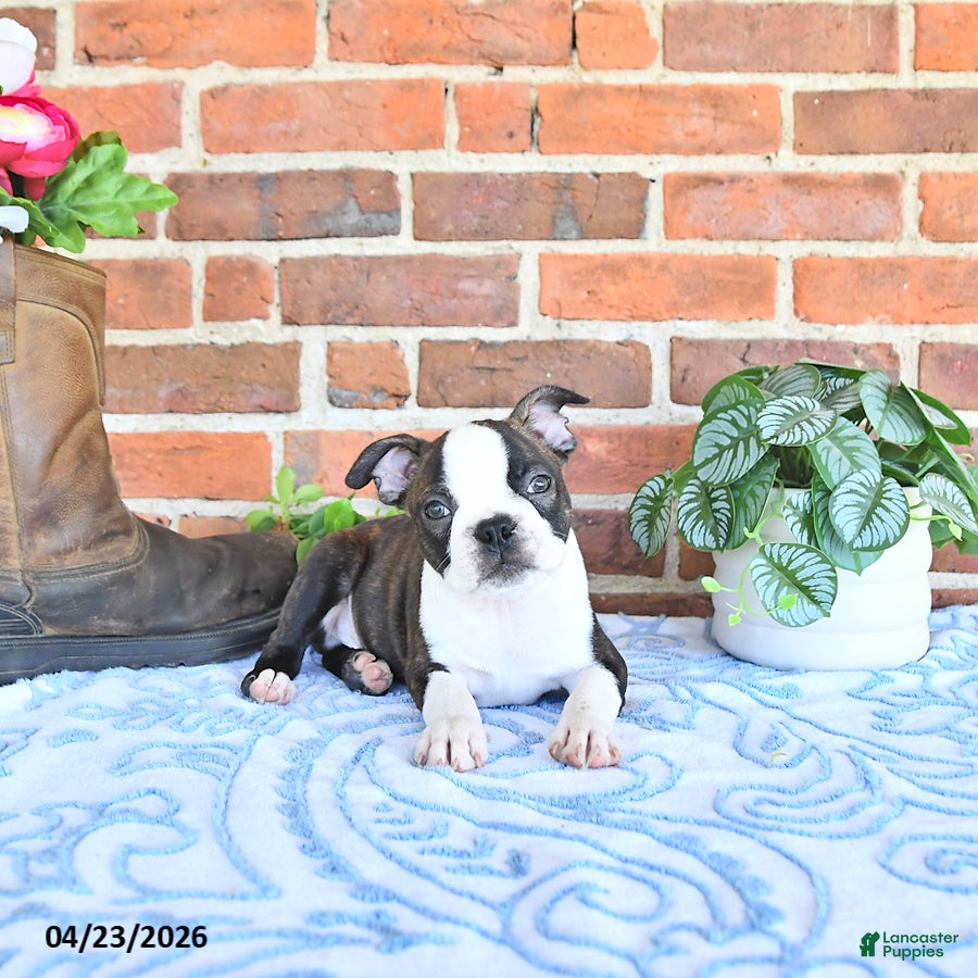 Boston Terrier dogs Paulas  - Ad 2