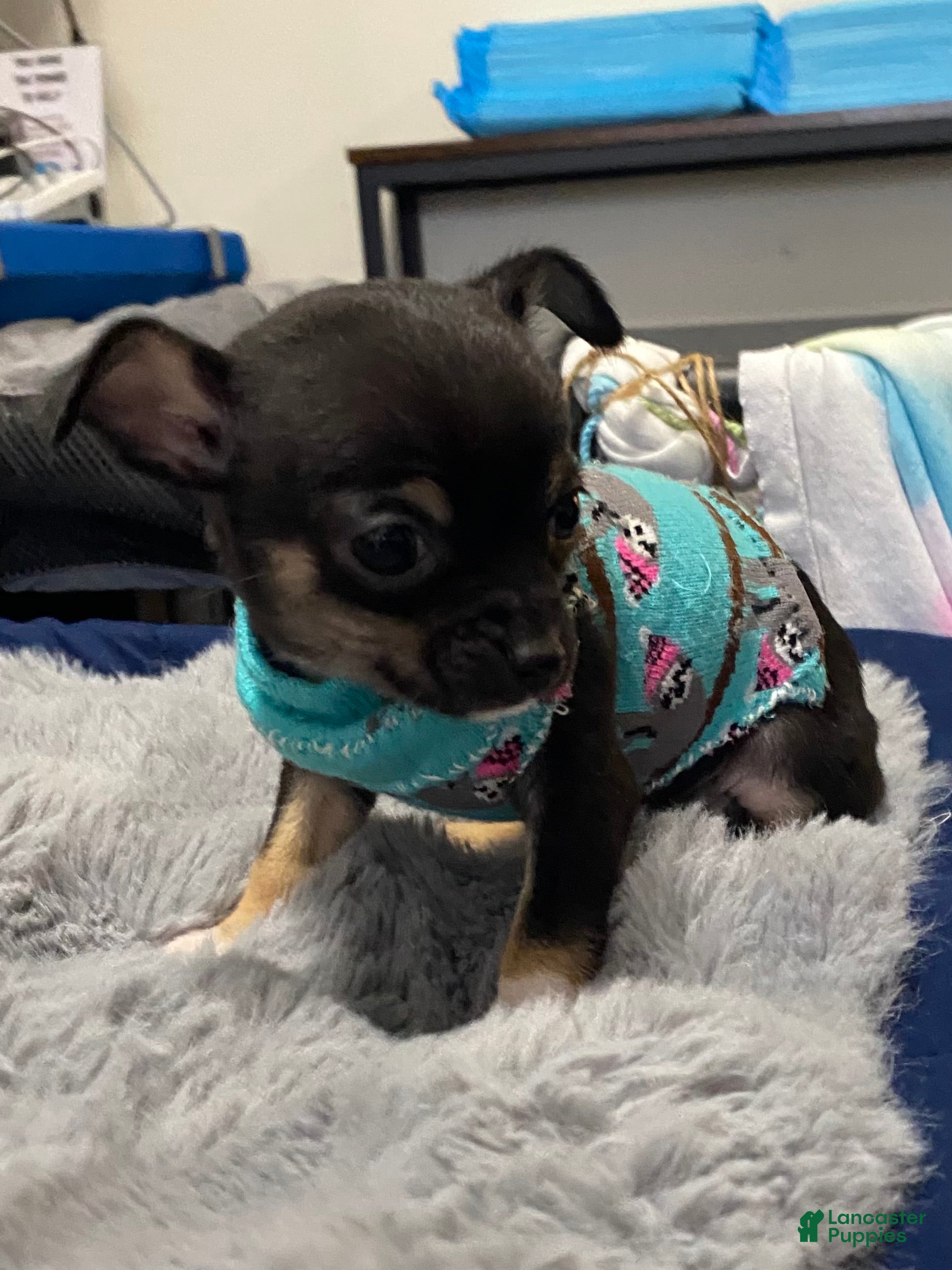 Chihuahua dogs Chihuahua Puppy Sty - Ad 40