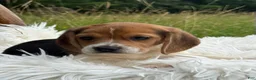 Beagle dogs for sale: Addie - Ad 12