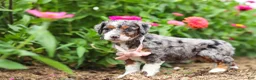 Mini Bernedoodle dogs for sale: Honey - Ad 6