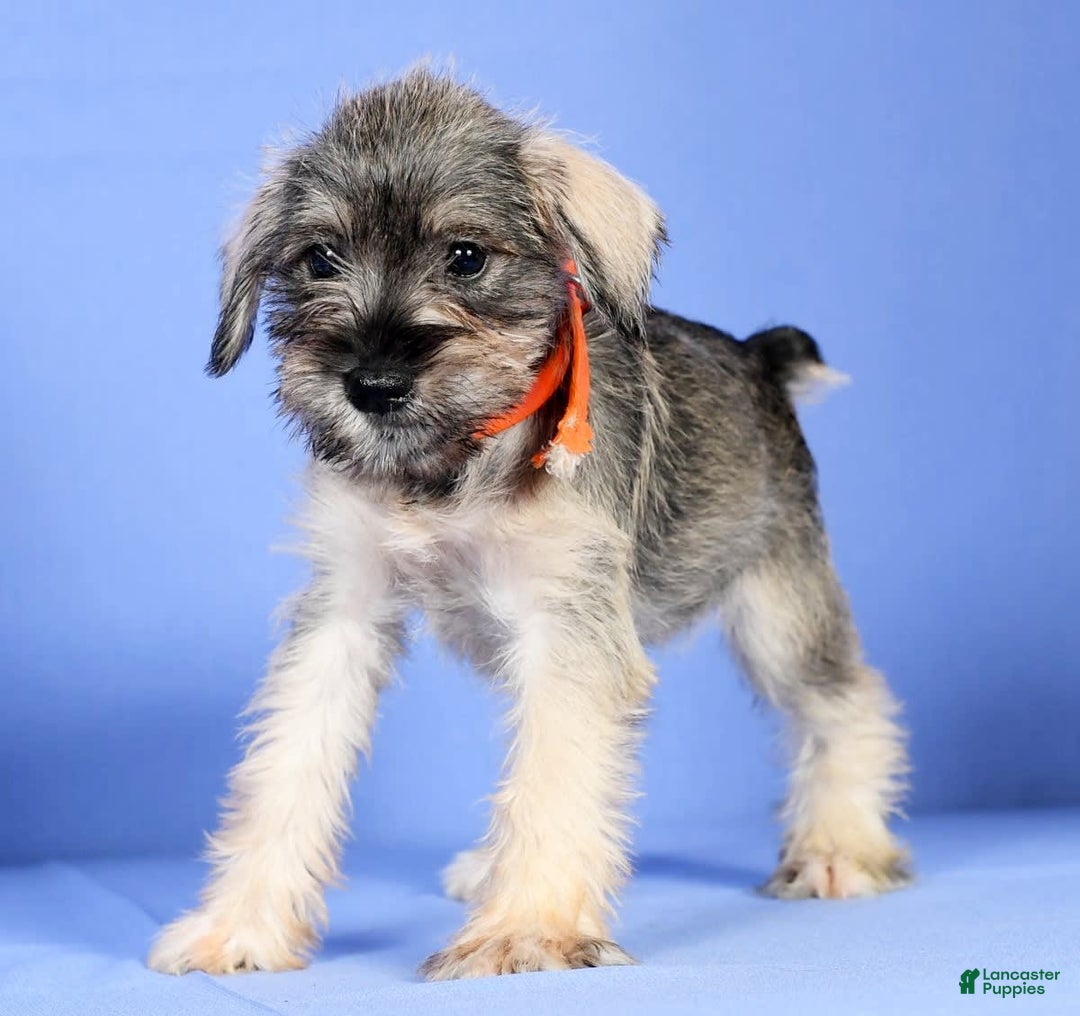 Dog Breed Pets4homes Miniature Schnauzer Miniature Schnoodle Puppy