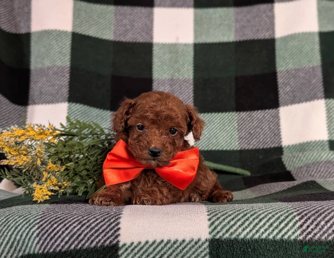 Toy Poodle dogs for sale: Cruz - Ad 6