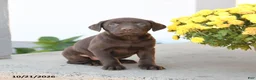 Labrador Retriever dogs for sale: Layla - Ad 3