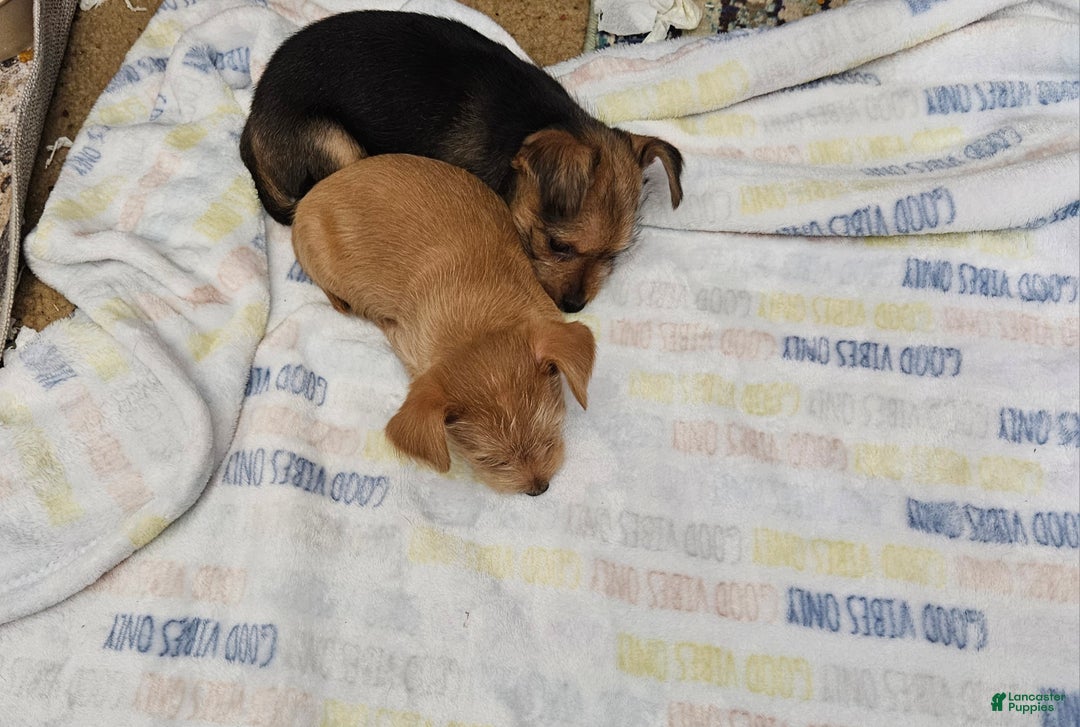 Chorkie dogs for sale: Bell - Ad 9