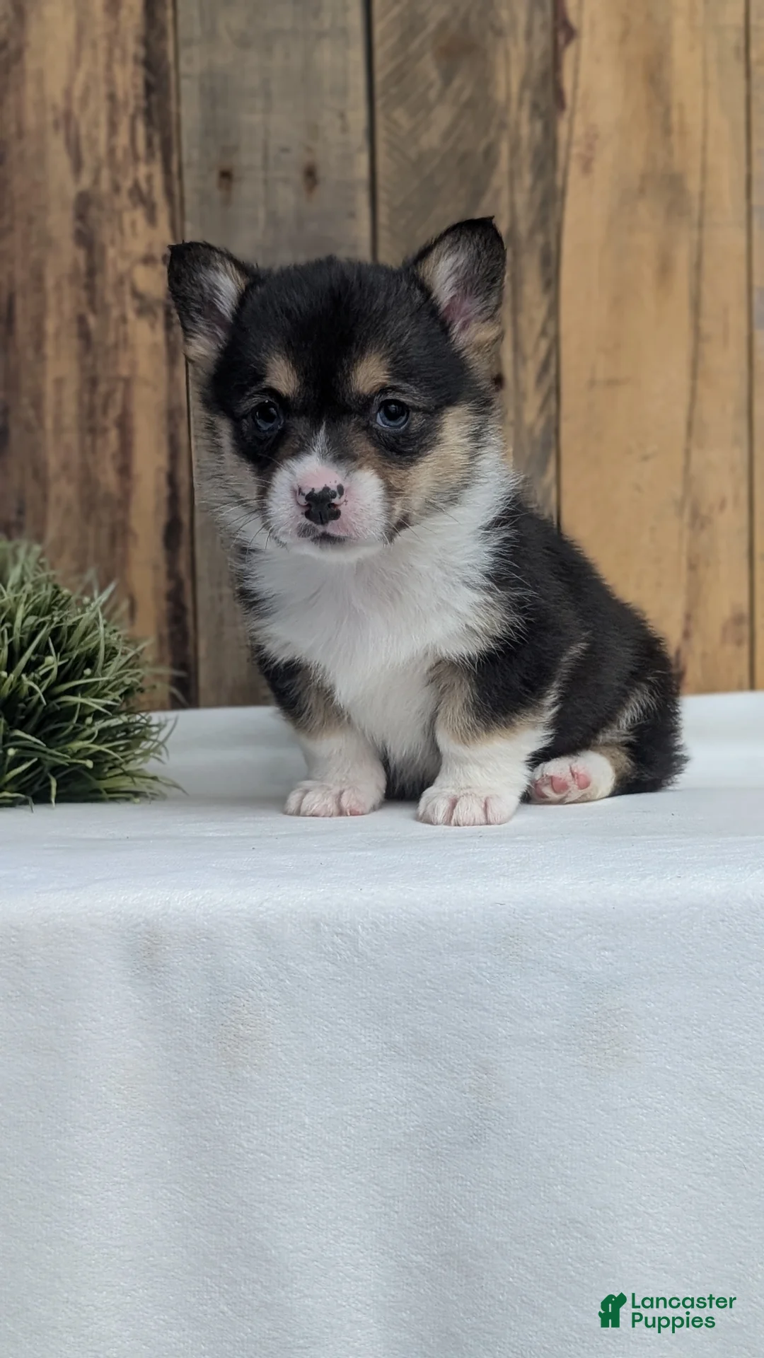 Welsh Corgi Pembroke dogs for sale: Finn  - Ad 7
