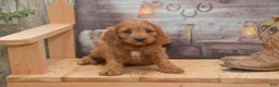 Cavapoo dogs for sale: Lakoda - Ad 4