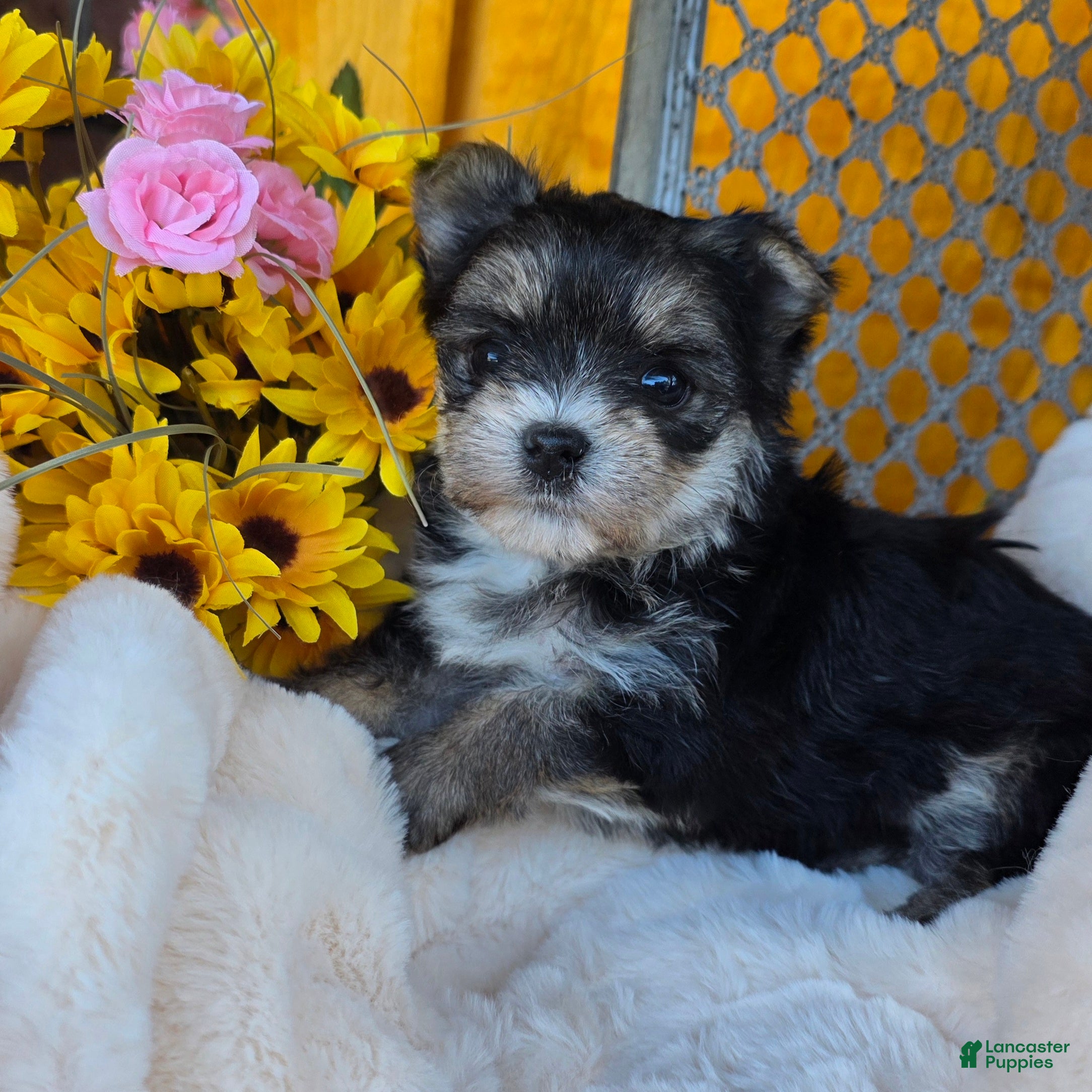 Morkie dogs Bubbles - Ad 1