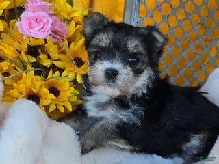 Morkie dogs for sale: Bubbles - Ad 1