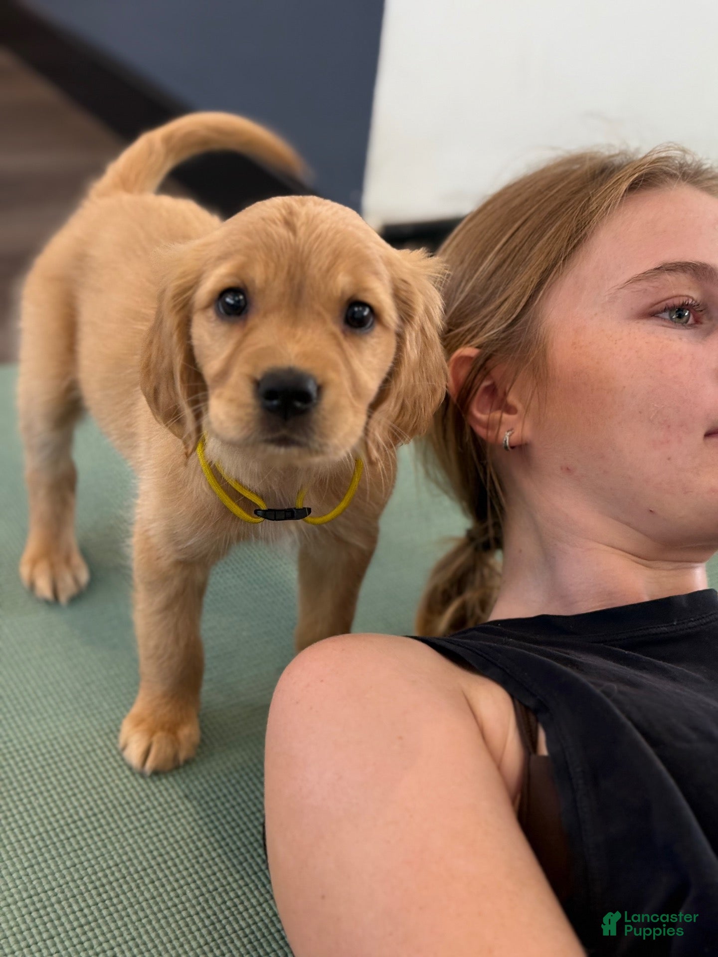 Golden Retriever dogs for sale: Yellow Collar - Ad 1