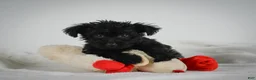 Yorkiepoo dogs for sale: Abby - Ad 9