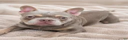 French Bulldog dogs for sale: 💙 ENZO New Shade • Beautiful Eyes 👀✨ - Ad 1
