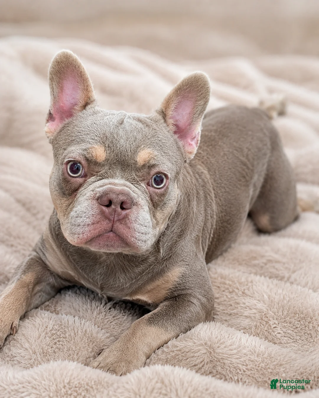 French Bulldog dogs for sale: 💙 ENZO New Shade • Beautiful Eyes 👀✨ - Ad 1