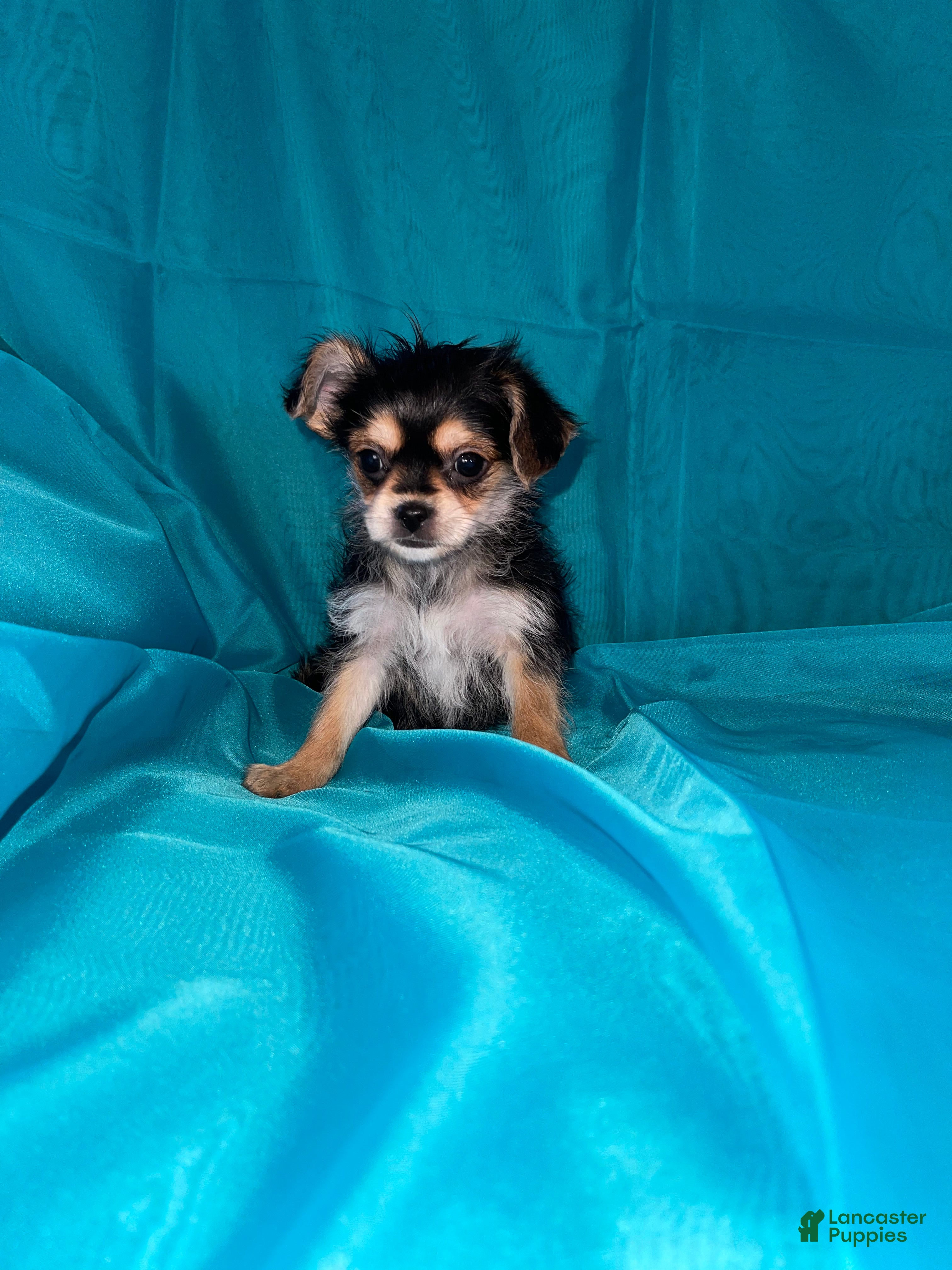 Morkie dogs for sale: Morkie 3 - Ad 3