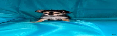 Morkie 3