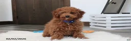 Toy Poodle dogs for sale: Patrick - Ad 11
