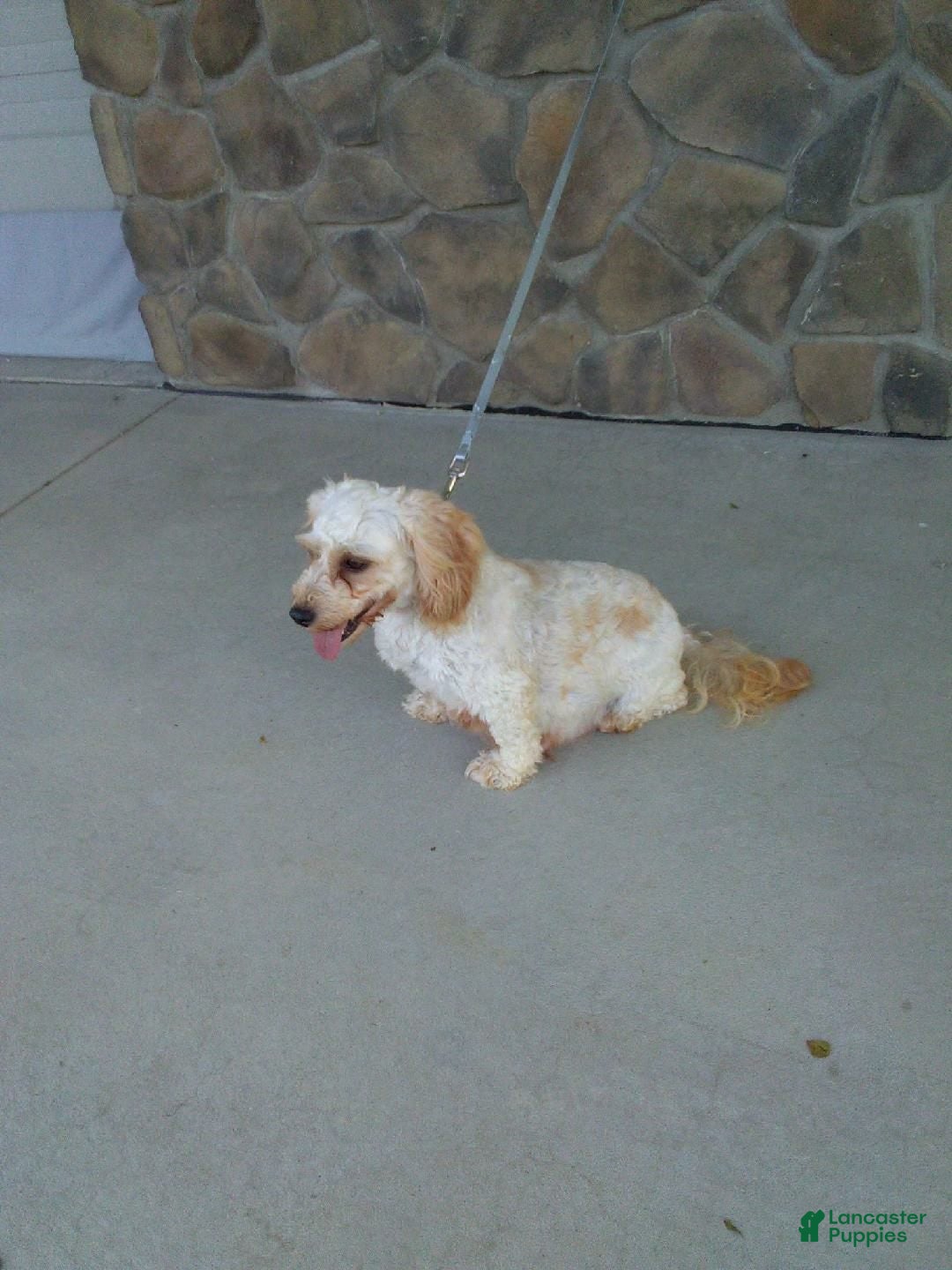 Cavapoo dogs for sale: Allie - Ad 9