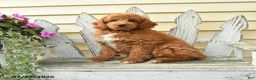 Aussiedoodle dogs for sale: Rusty - Ad 2