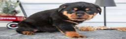 Rottweiler dogs for sale: Hayden - Ad 3