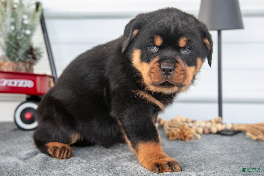 Rottweiler dogs for sale: Hayden - Ad 3