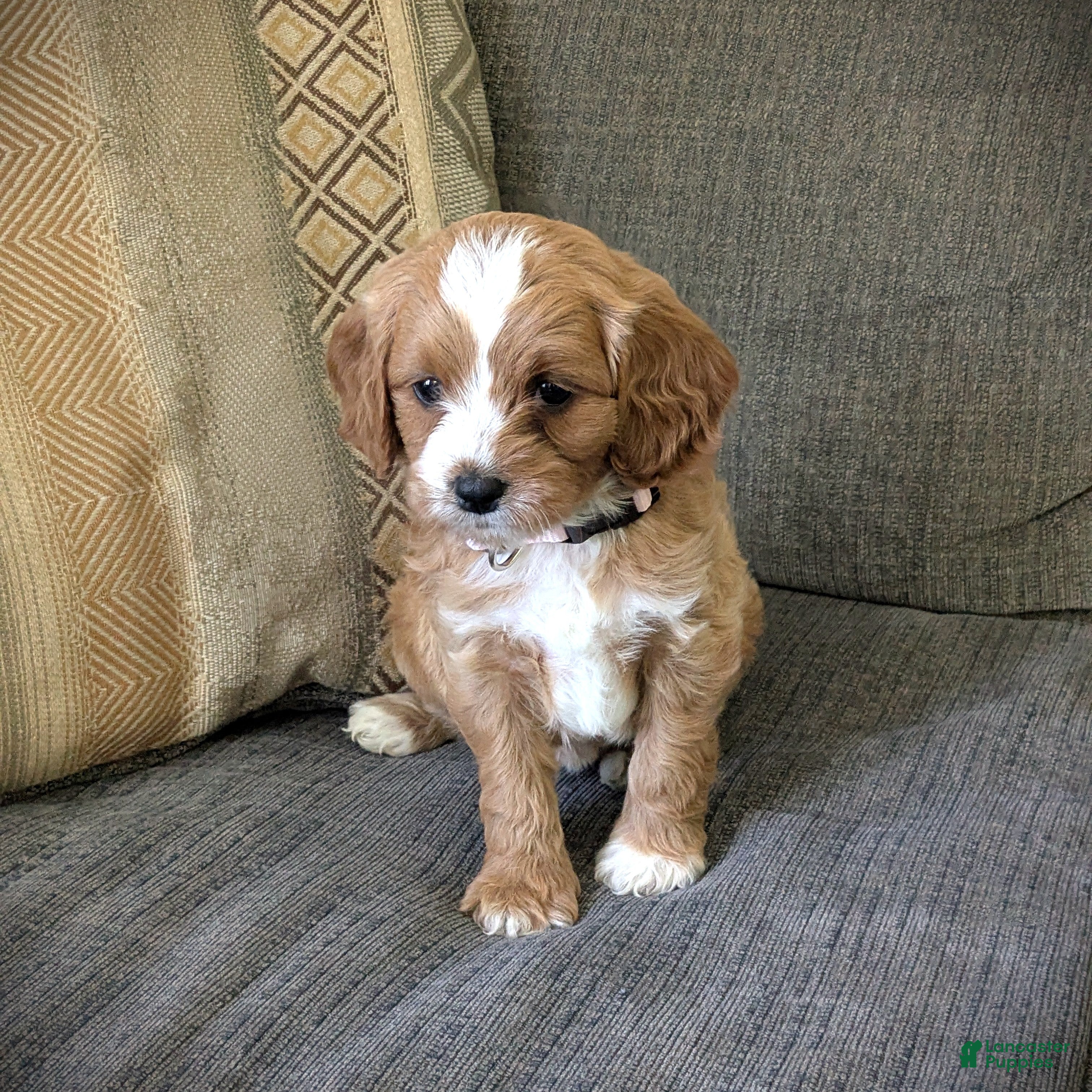 Cavapoo dogs Lily🩷 - Ad 1