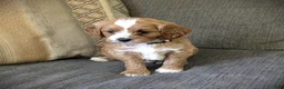 Cavapoo dogs for sale: Lily - Ad 4