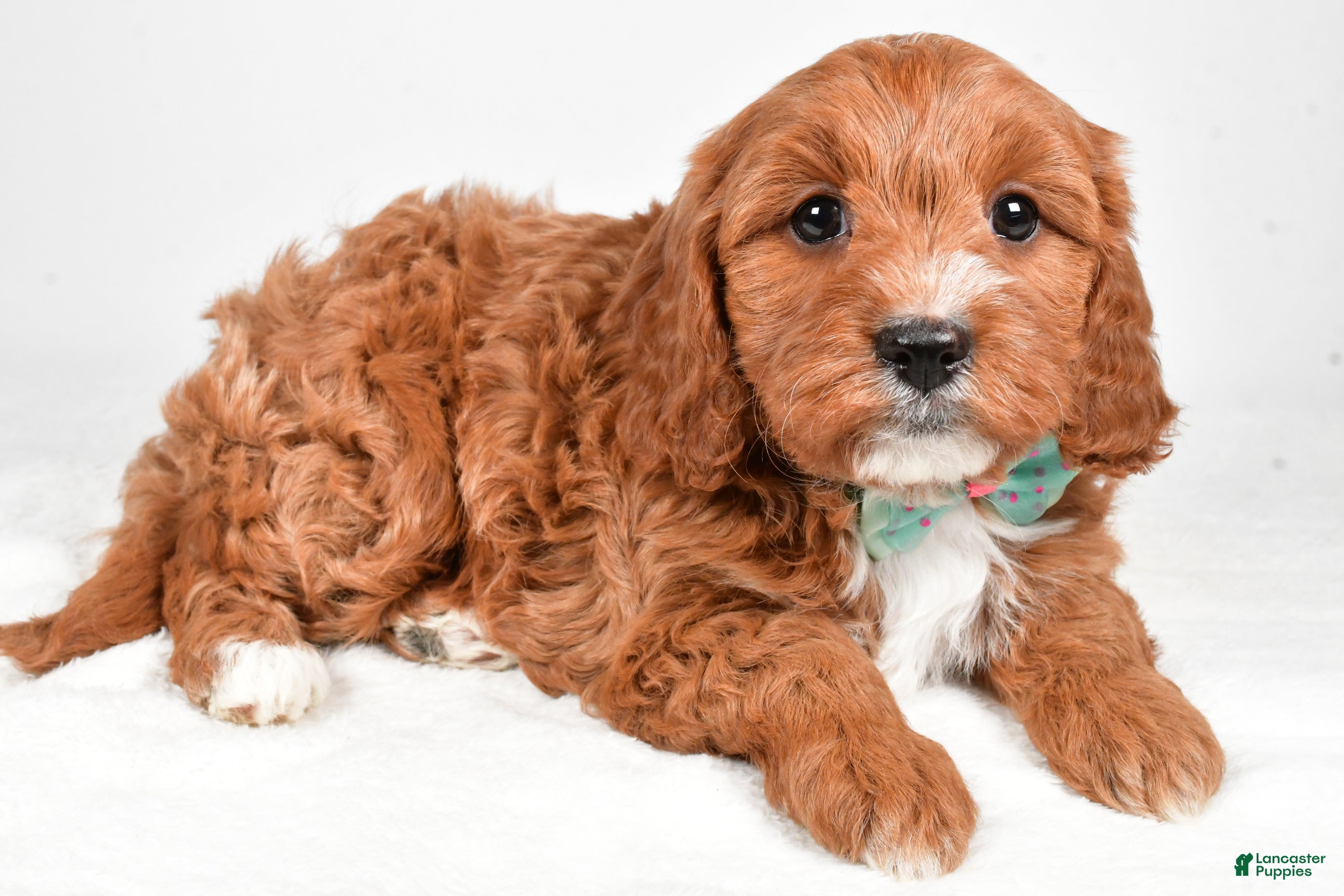 Cavapoo dogs Austin - Ad 26
