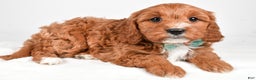 Cavapoo dogs for sale: Austin - Ad 1