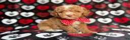 Miniature Poodle dogs for sale: Pluto - Ad 6