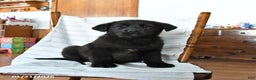 Mixed Breed dogs for sale: Rocky - Ad 1