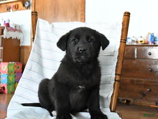 Mixed Breed dogs Rocky - Ad 13