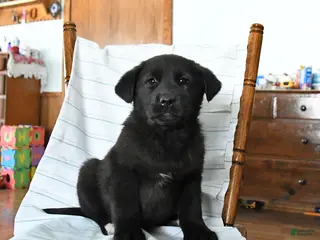 Mixed Breed dogs Rocky - Ad 33