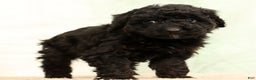 Mini Aussiedoodle dogs for sale: Benny - Ad 4