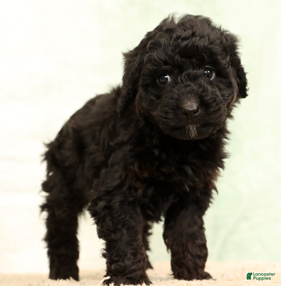 Mini Aussiedoodle dogs for sale: Benny - Ad 4