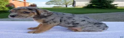 Beabull dogs for sale: King - Ad 4