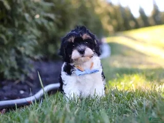 Cavapoo dogs for sale: Jack - Ad 2