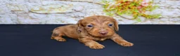 Miniature Dachshund dogs for sale: Zelda - Ad 1