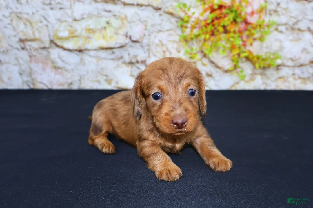 Miniature Dachshund dogs for sale: Zelda - Ad 1
