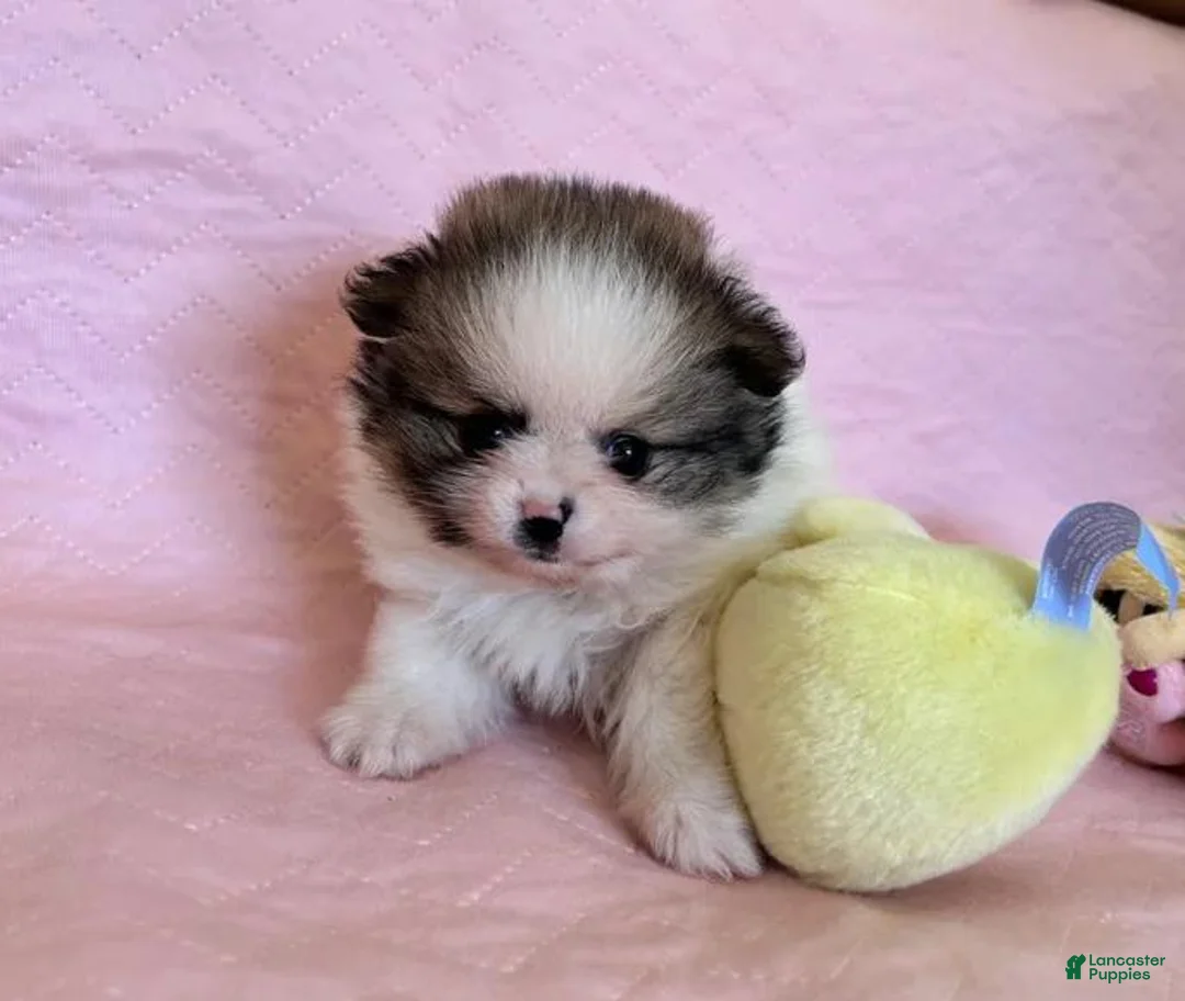 Pomeranian dogs for sale: Dalia - Ad 1