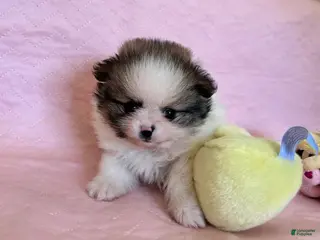 Pomeranian dogs Dalia - Ad 25