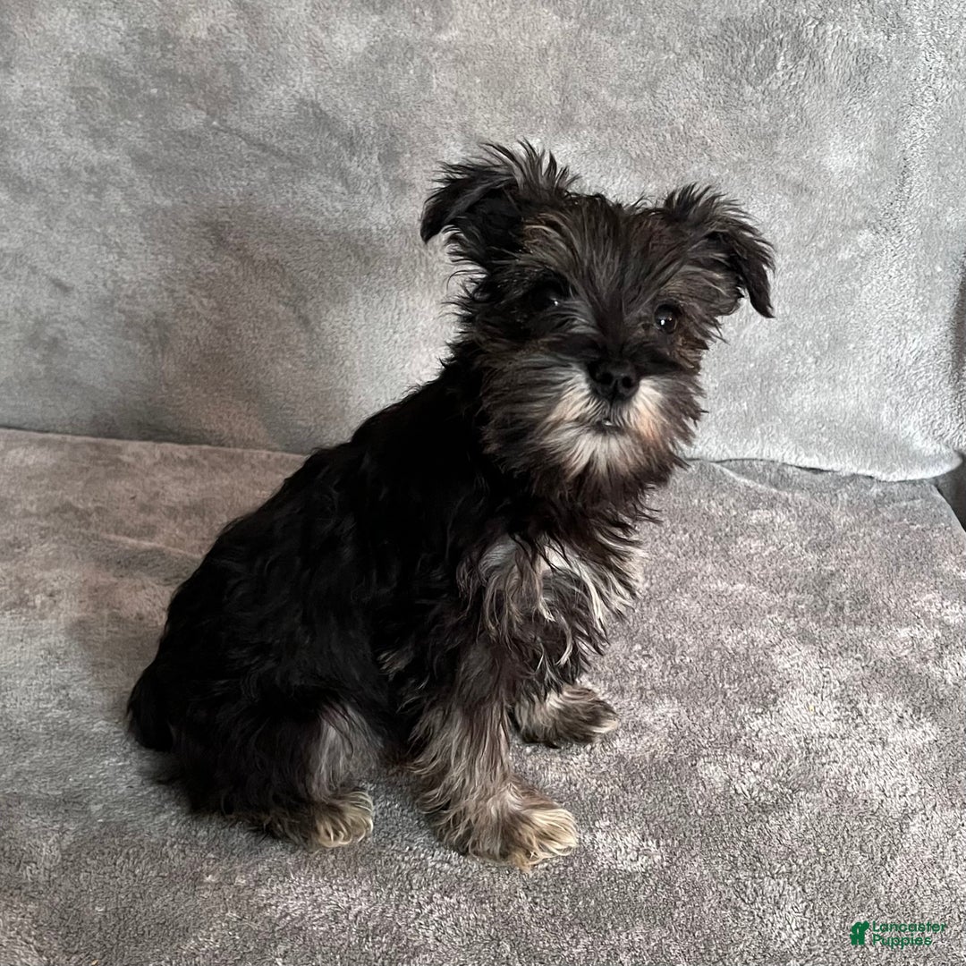 Miniature Schnauzer dogs for sale: Theo - Ad 3