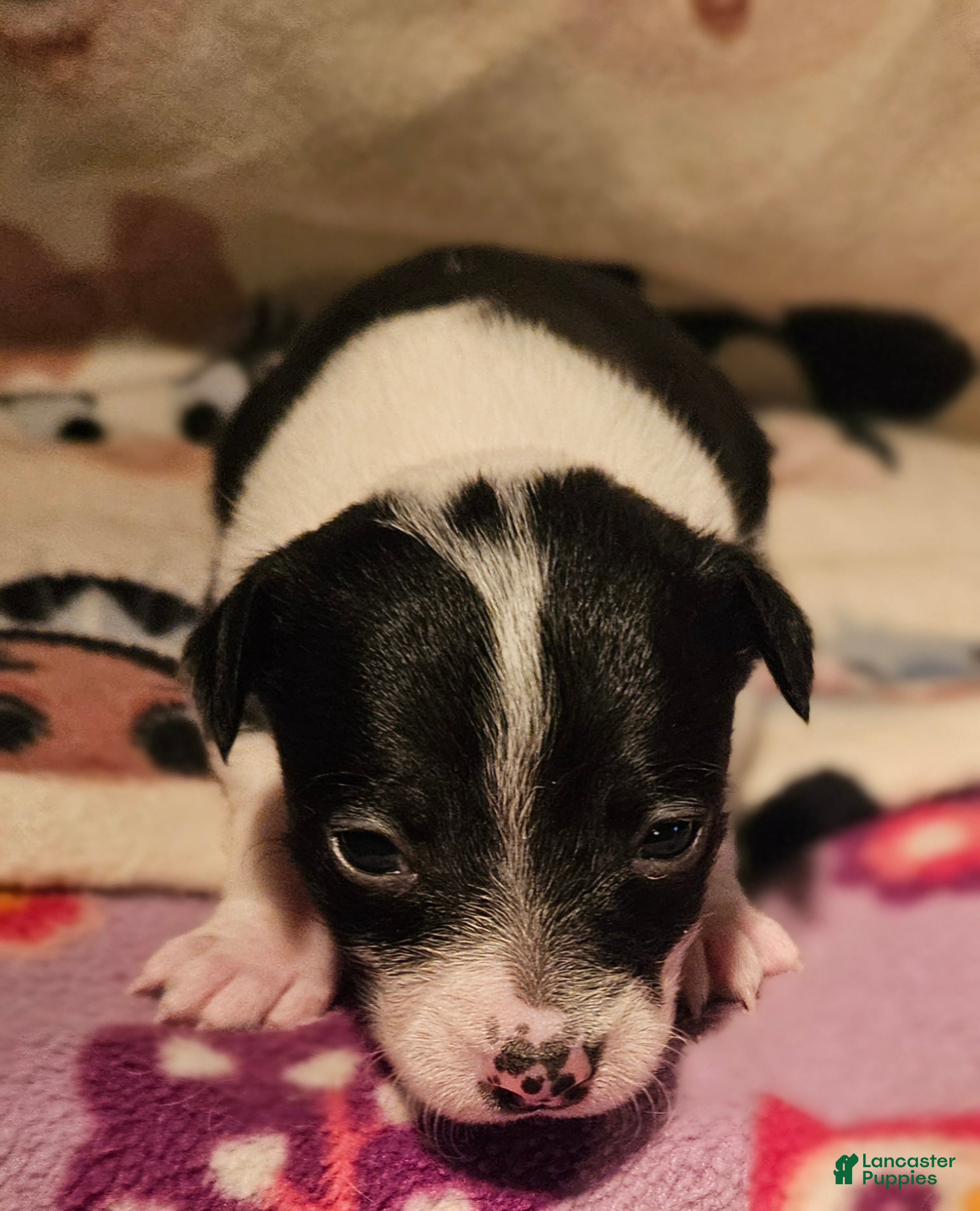 Chihuahua dogs Harley (T-Cup) SMALLEST - Ad 40