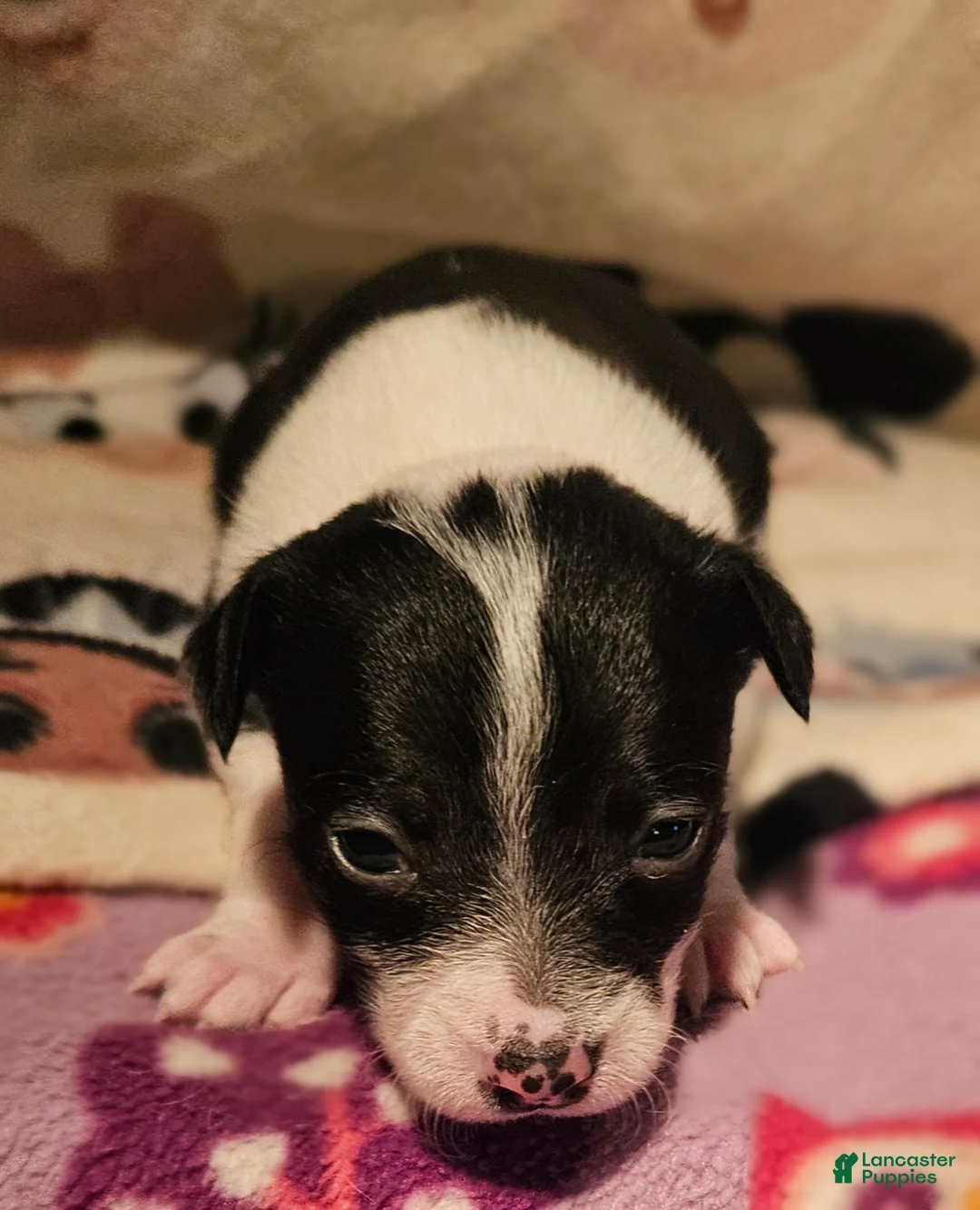 Chihuahua dogs for sale: Harley - Ad 2