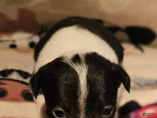 Chihuahua dogs Harley (T-Cup) SMALLEST - Ad 30